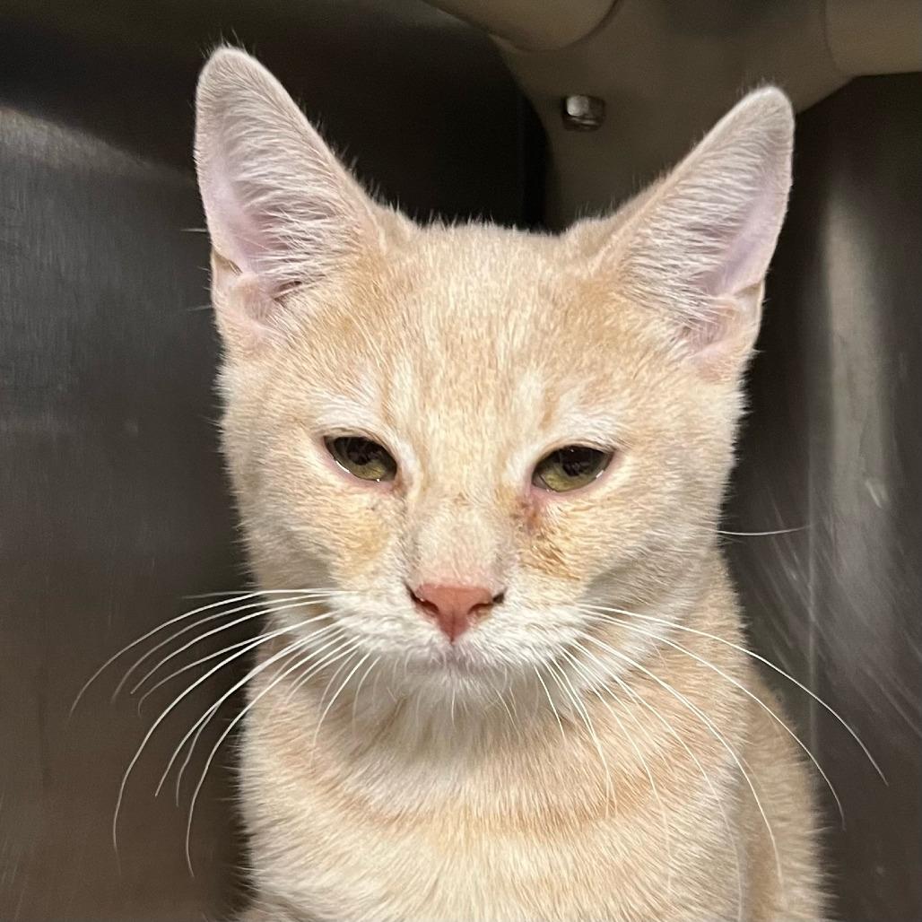 Enlarge Gumbo, a Adoptable Domestic Short Hair in Palm Springs, CA image 2/3