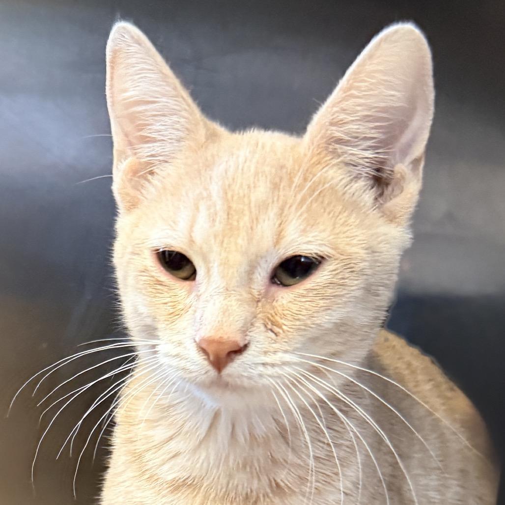 Enlarge Gumbo, a Adoptable Domestic Short Hair in Palm Springs, CA image 3/3