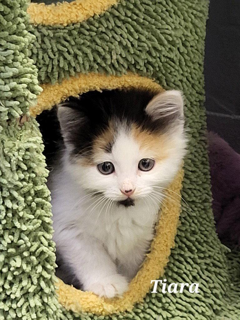 Tiara, Adoptable, Kitten Female Calico.