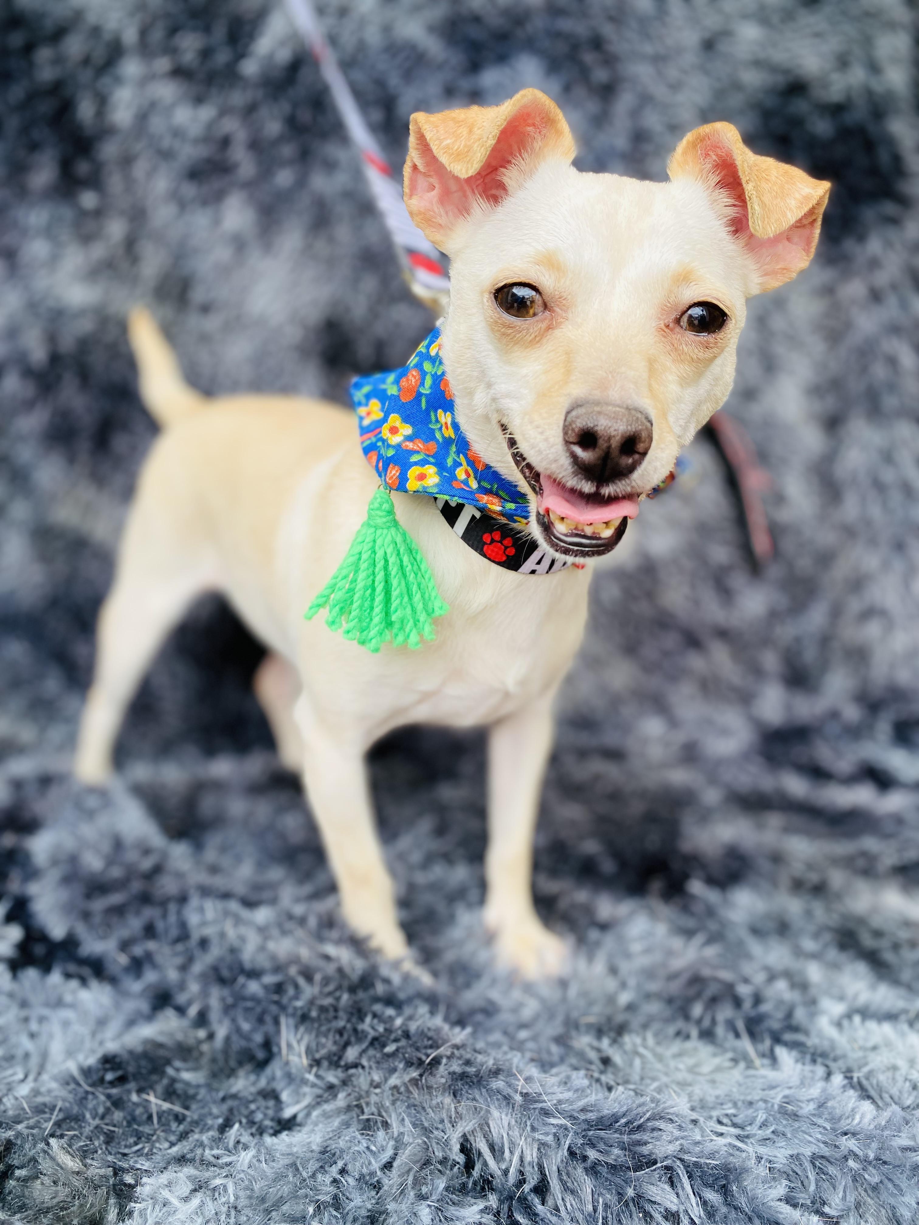 Enlarge Ferka, a Adoptable mixed breed in Buffalo , NY image 1/6