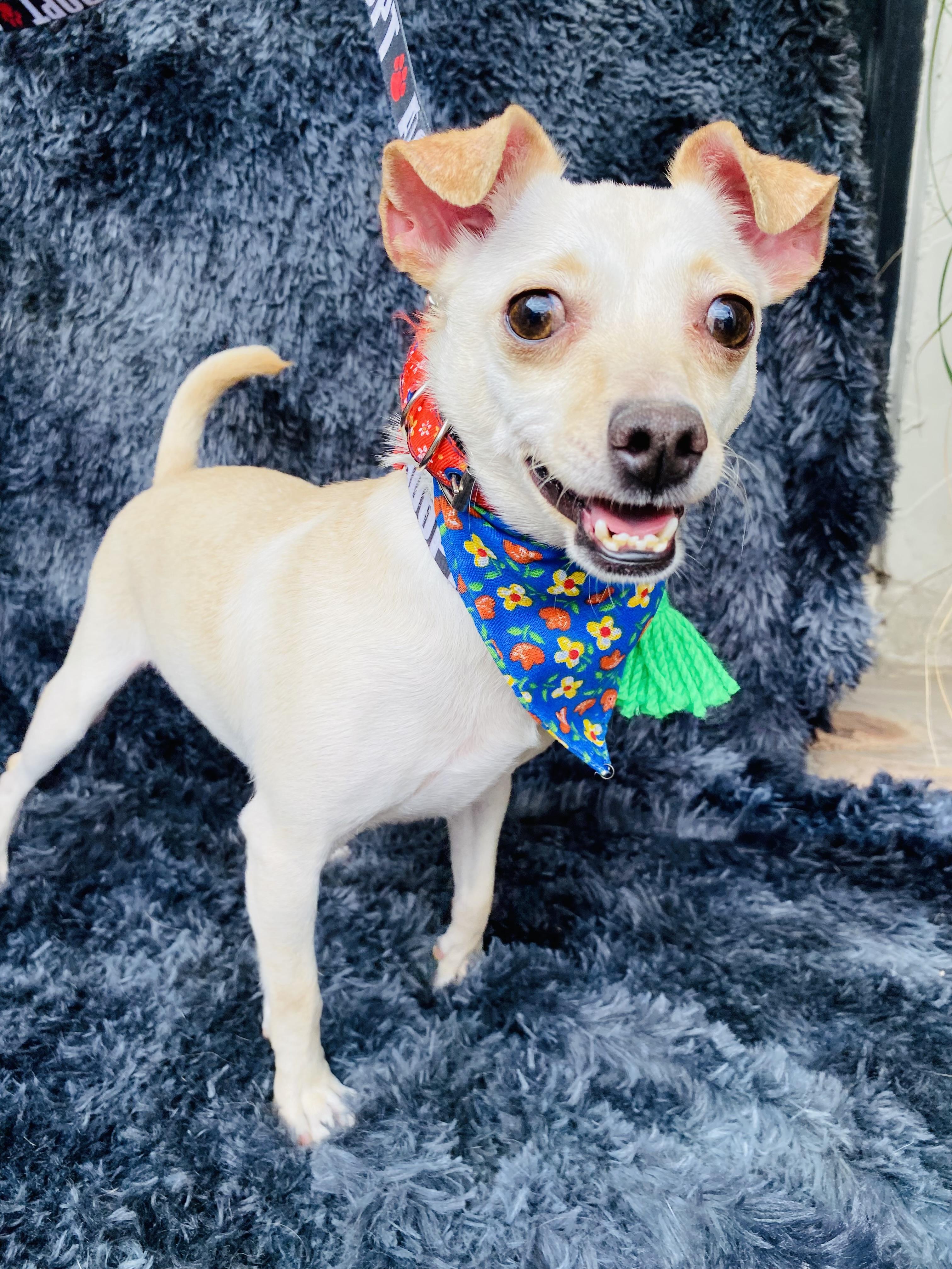 Enlarge Ferka, a Adoptable mixed breed in Buffalo , NY image 4/6
