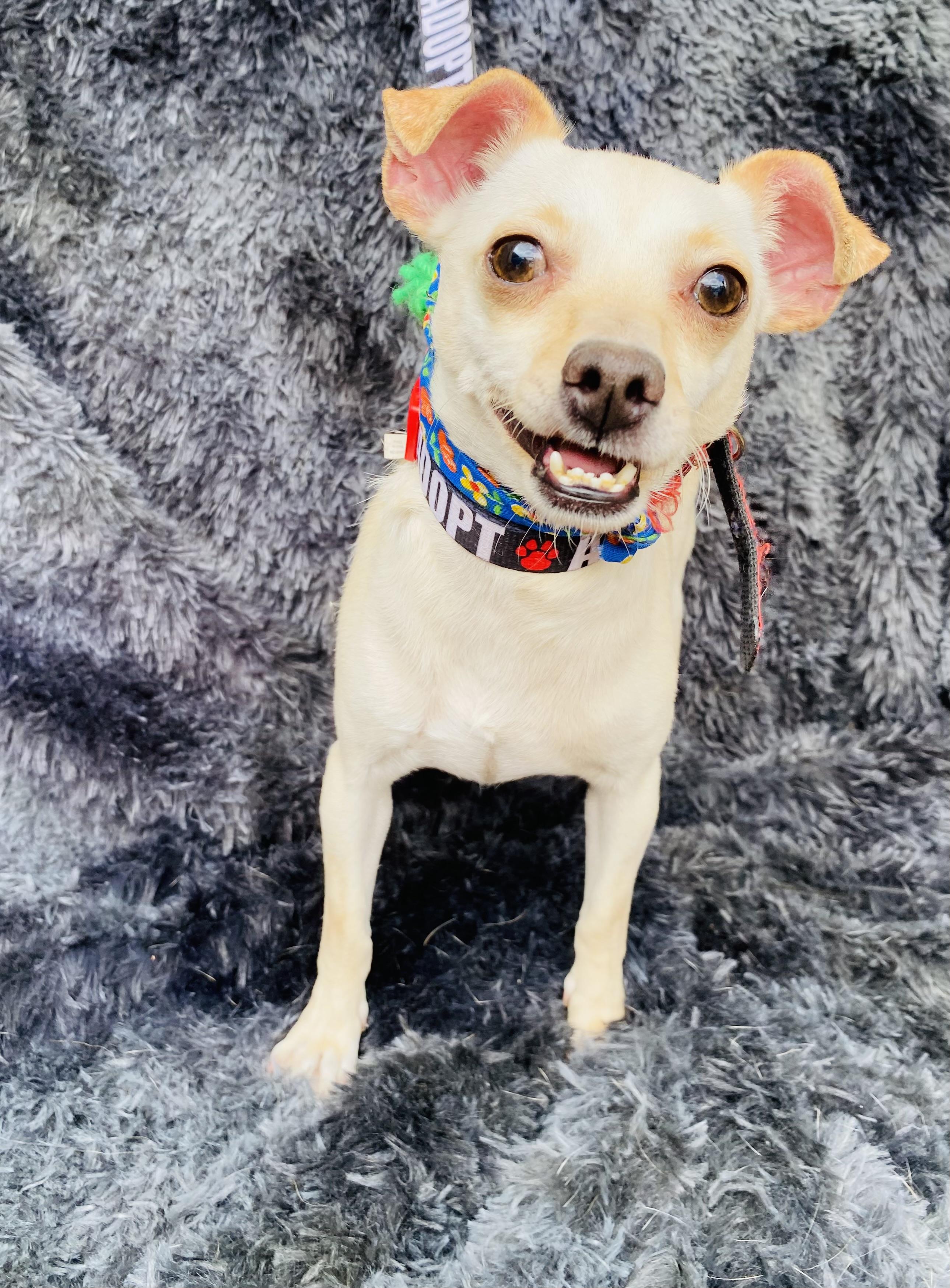 Enlarge Ferka, a Adoptable mixed breed in Buffalo , NY image 3/6