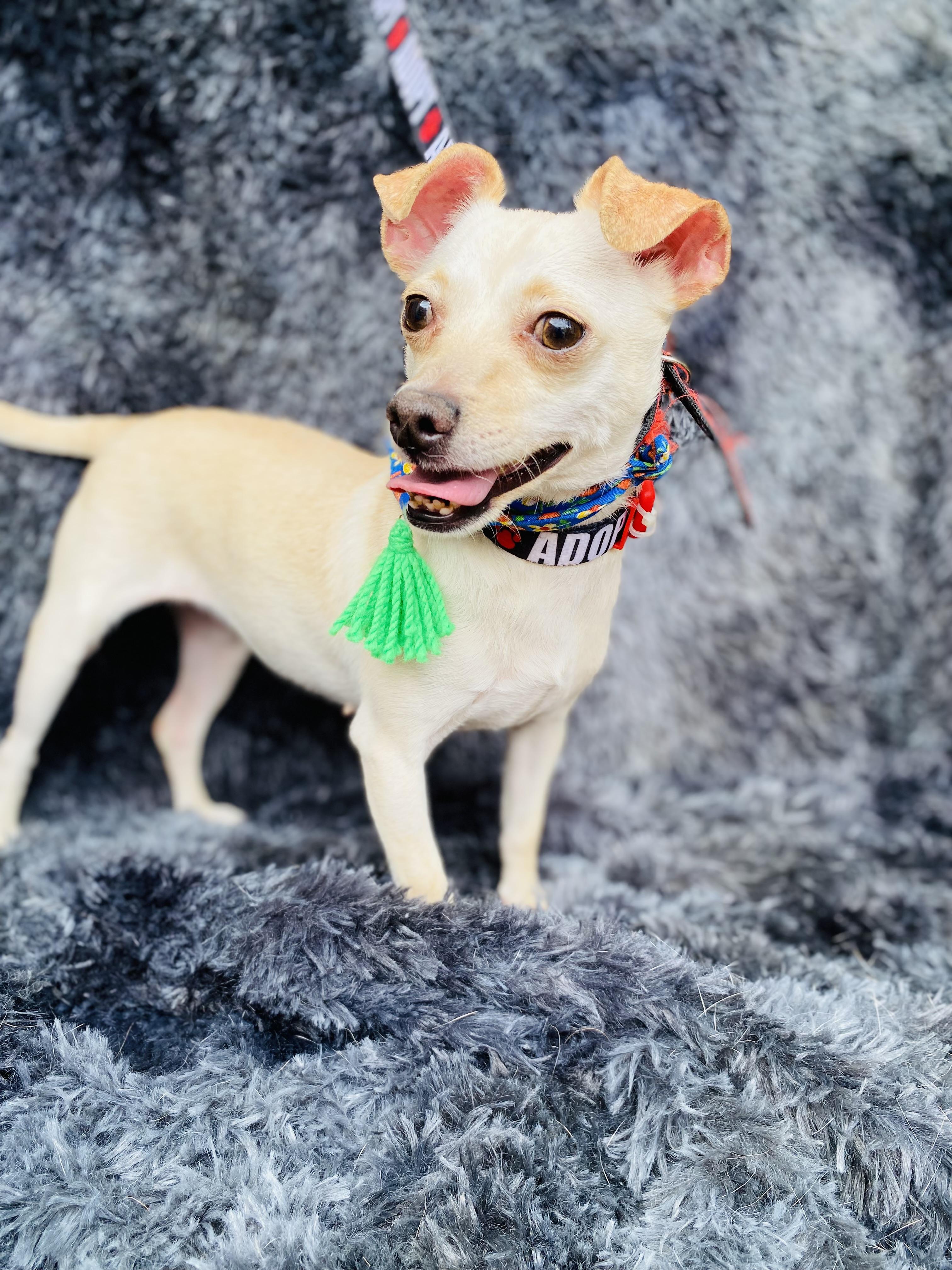 Enlarge Ferka, a Adoptable mixed breed in Buffalo , NY image 2/6