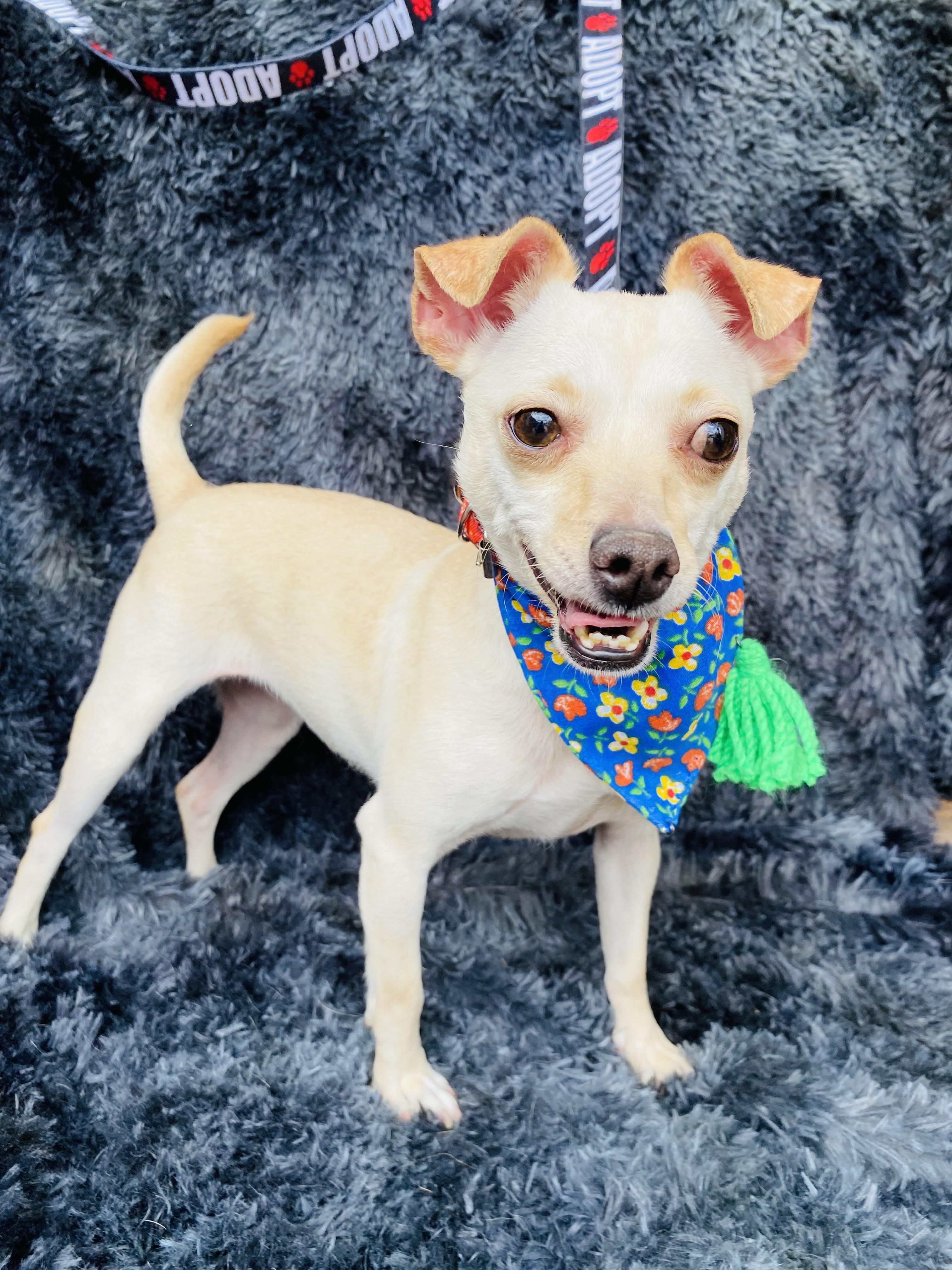 Enlarge Ferka, a Adoptable mixed breed in Buffalo , NY image 6/6