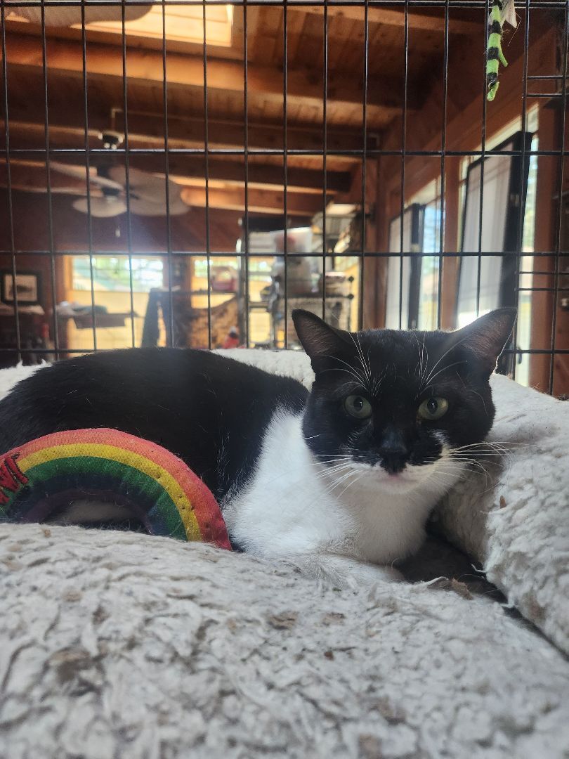 Sam, an adoptable Domestic Short Hair in Anoka, MN, 55303 | Photo Image 5