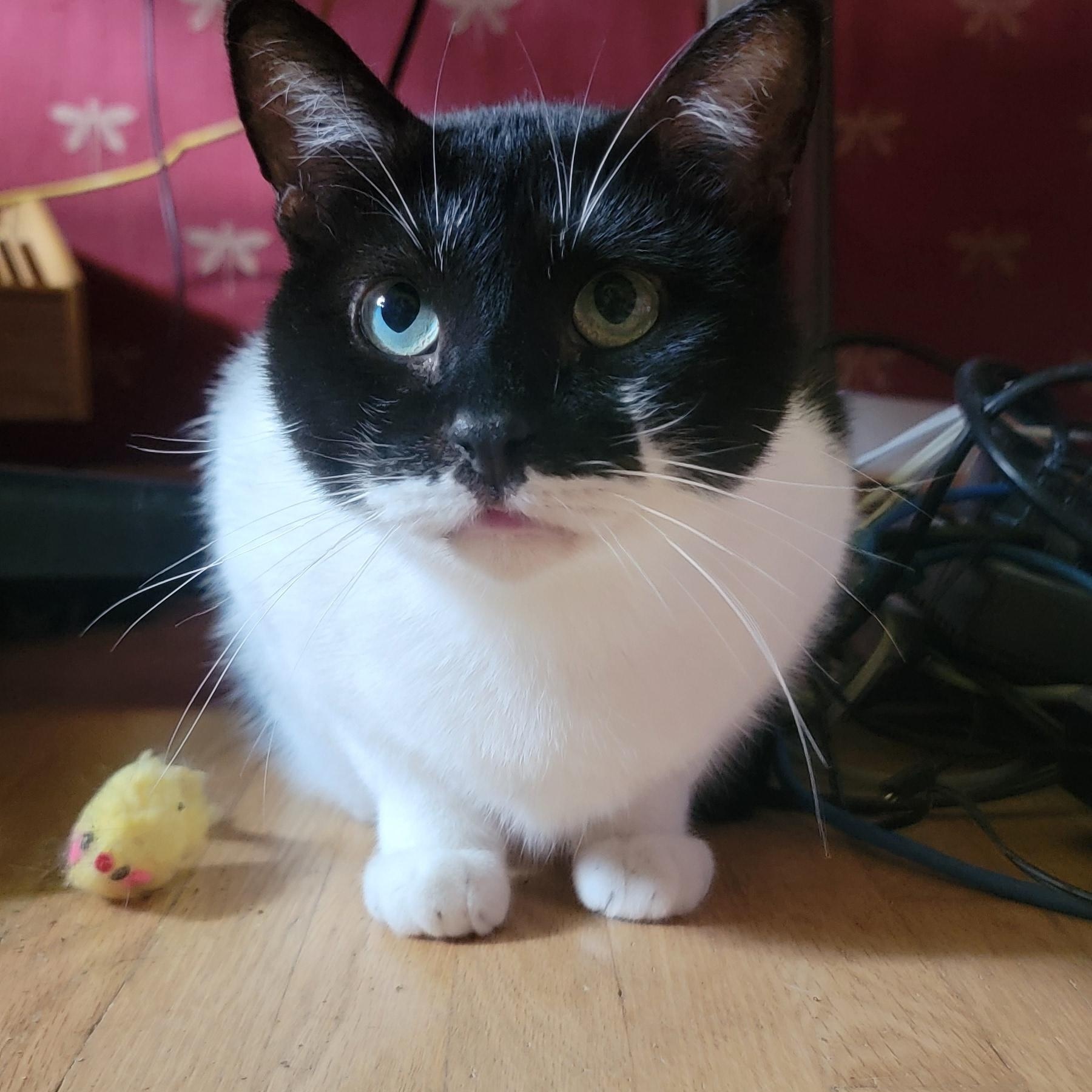 Sam, Adoptable, Adult Male Domestic Short Hair.