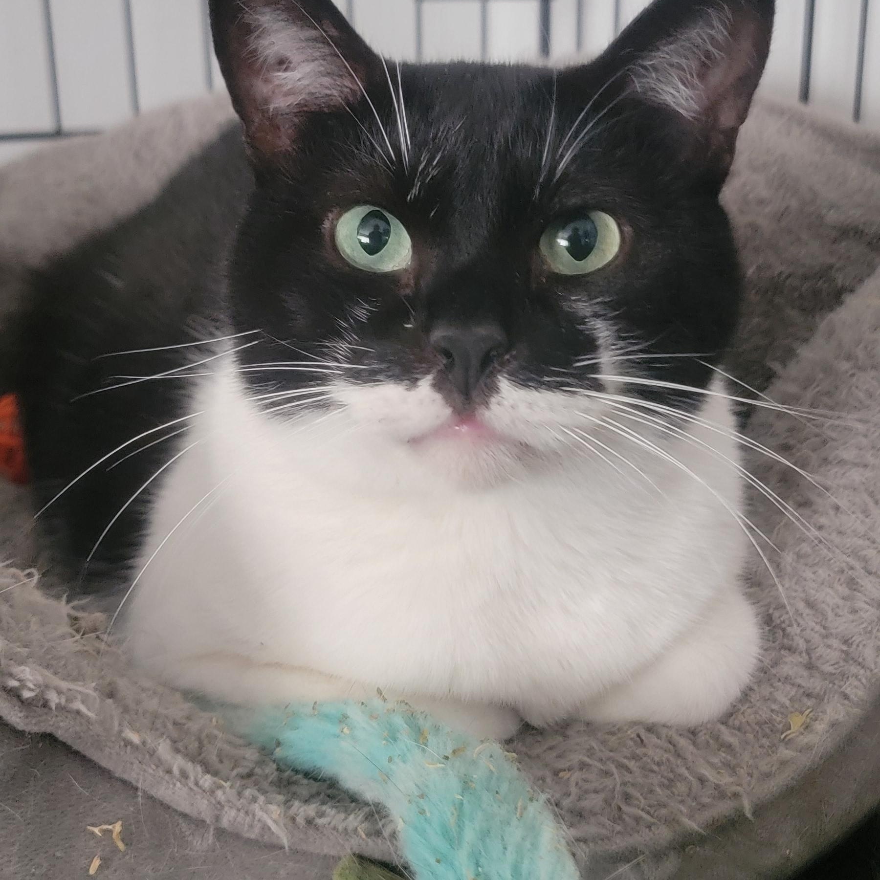 Sam, a Adoptable Domestic Short Hair in Anoka, MN image 2/5