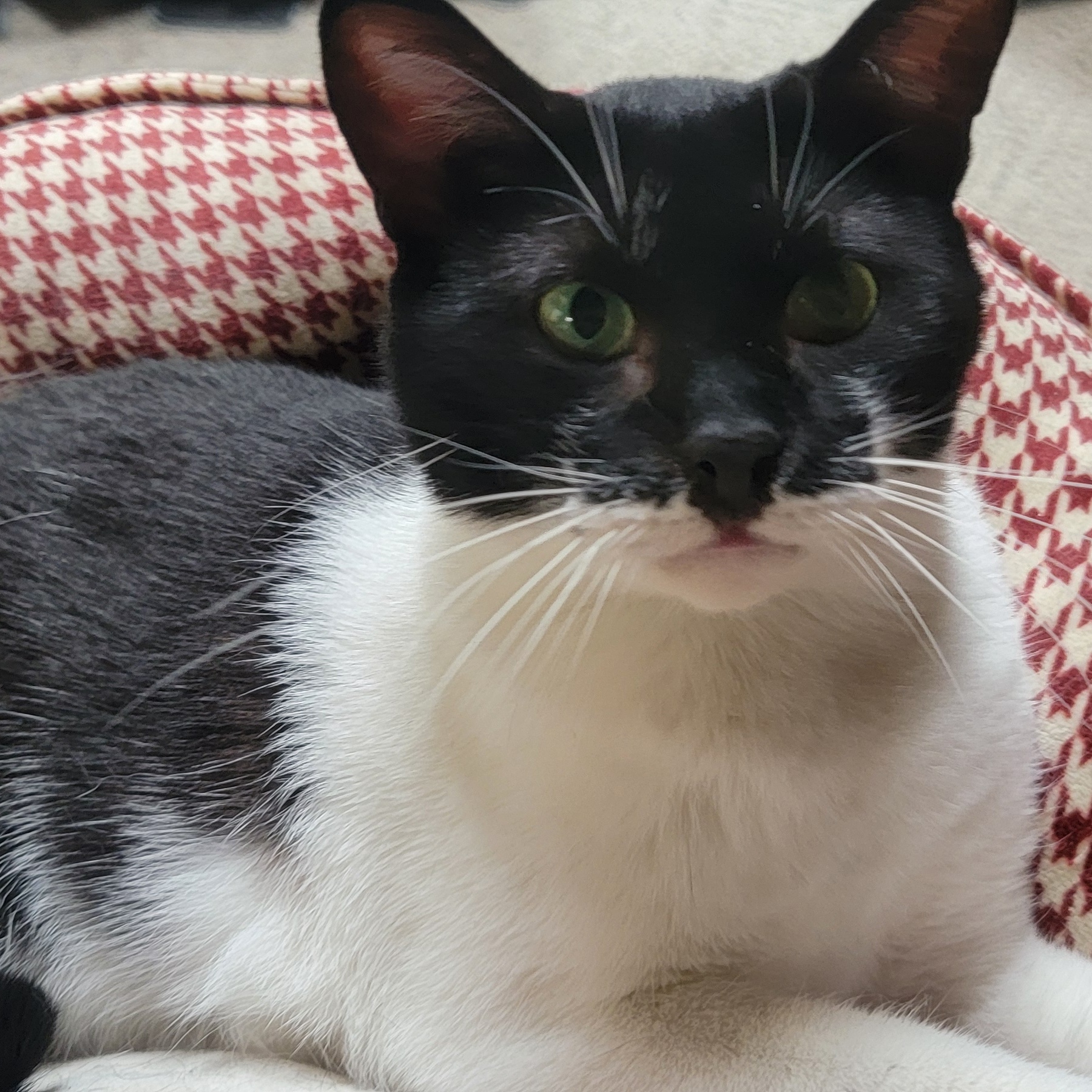 Sam, an adoptable Domestic Short Hair in Anoka, MN, 55303 | Photo Image 4