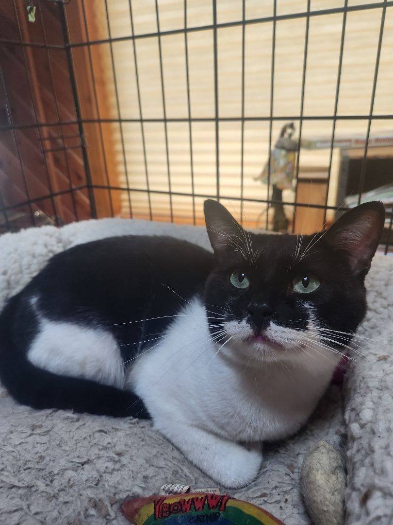 Sam, a Adoptable Domestic Short Hair in Anoka, MN image 5/5