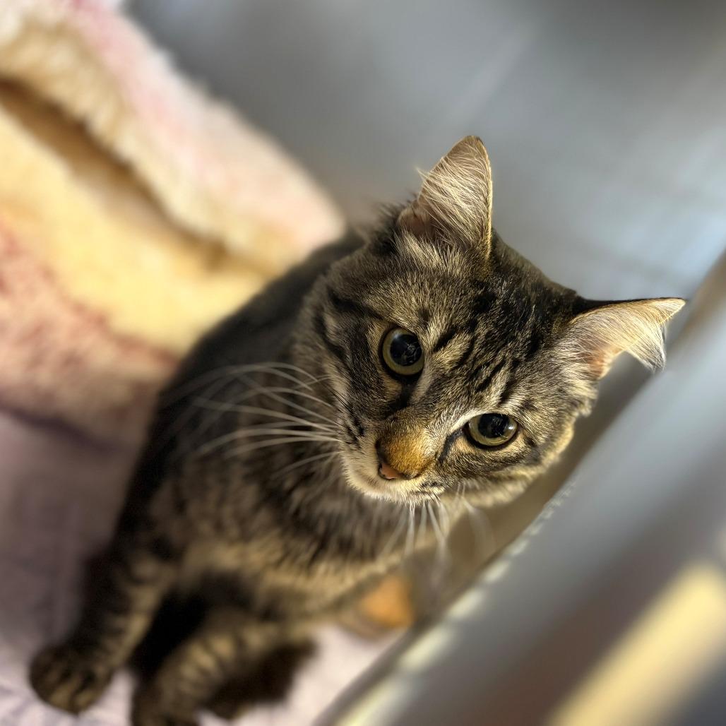 Turkey, Adoptable, Adult Male Domestic Short Hair.