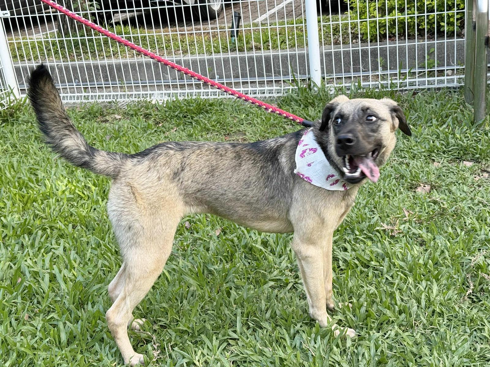 Enlarge Annie, a Adoptable mixed breed in Bellevue, WA image 6/6