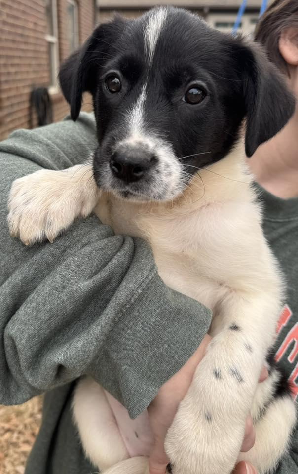 Indie, an adopted mixed breed in Monroeville , PA image 5/5