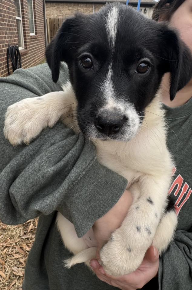 Indie, an adopted mixed breed in Monroeville , PA image 2/5