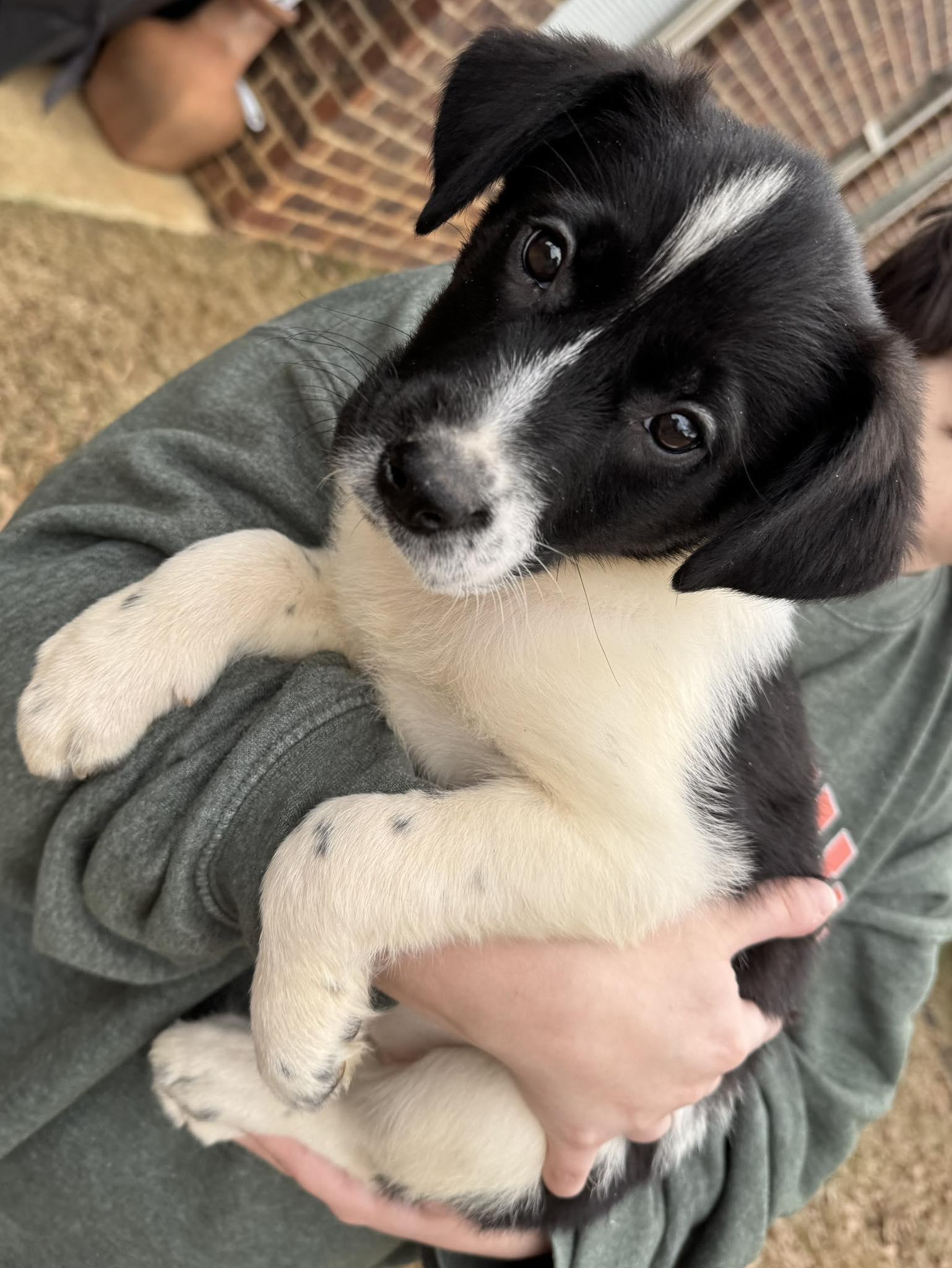 Indie, an adopted mixed breed in Monroeville , PA image 1/5