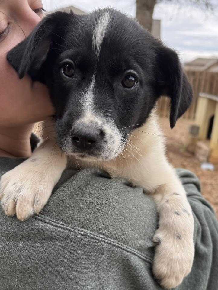 Indie, an adopted mixed breed in Monroeville , PA image 4/5