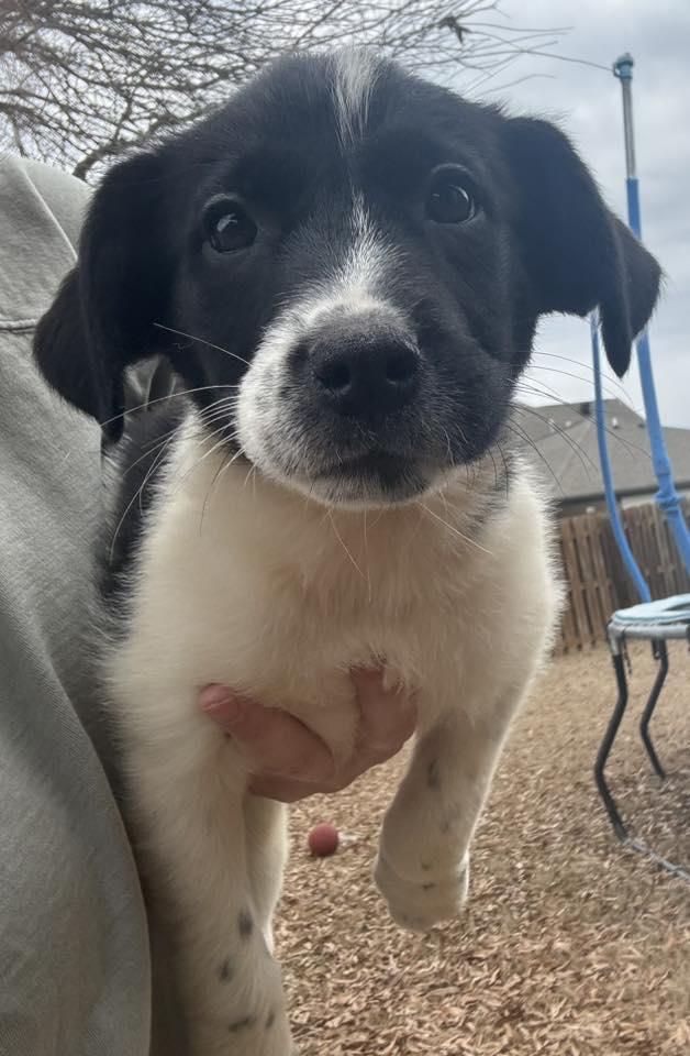 Indie, an adopted mixed breed in Monroeville , PA image 3/5