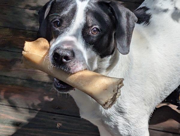 Cash, Adoptable, Adult Male American Bulldog & American Bulldog.
