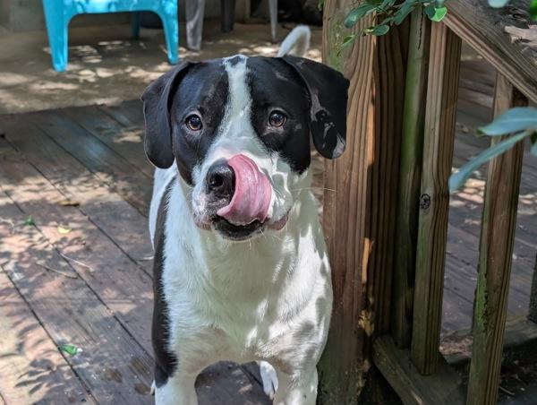 Enlarge Cash, a Adoptable mixed breed in Mobile, AL image 2/6