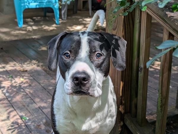 Enlarge Cash, a Adoptable mixed breed in Mobile, AL image 3/6