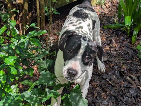 Enlarge Cash, a Adoptable mixed breed in Mobile, AL image 4/6