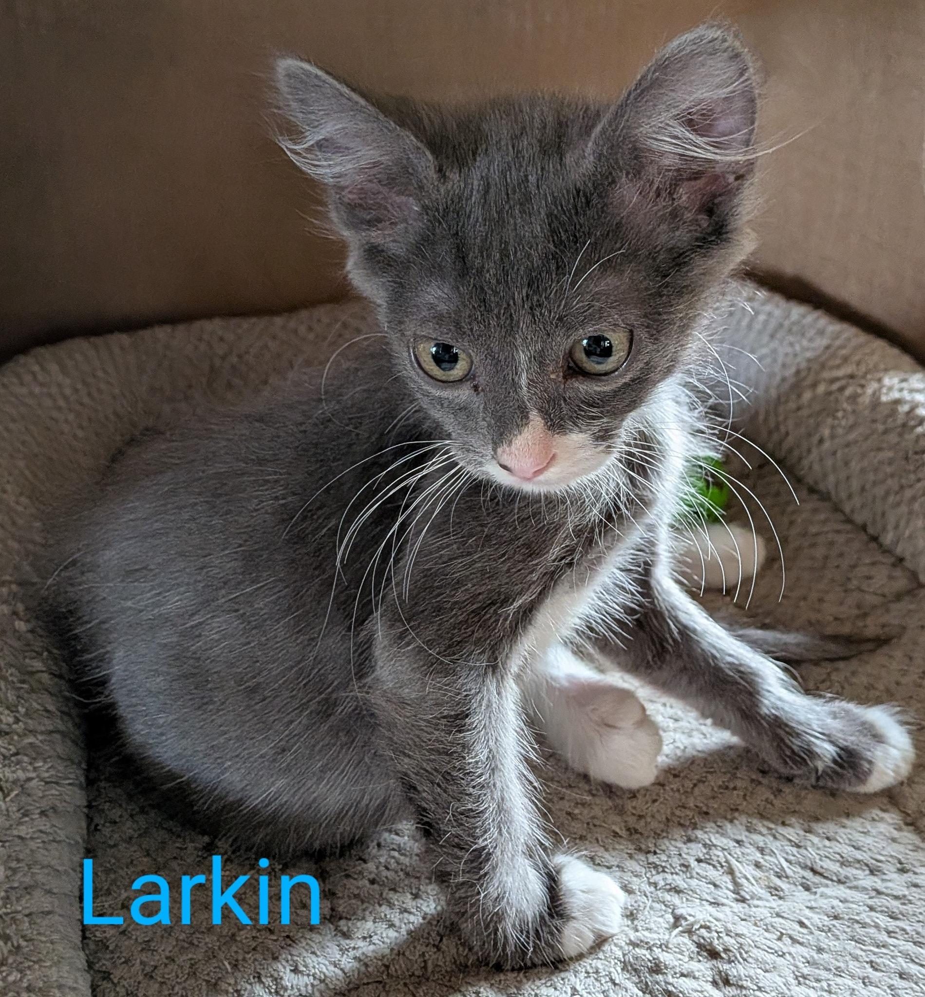 Larkin