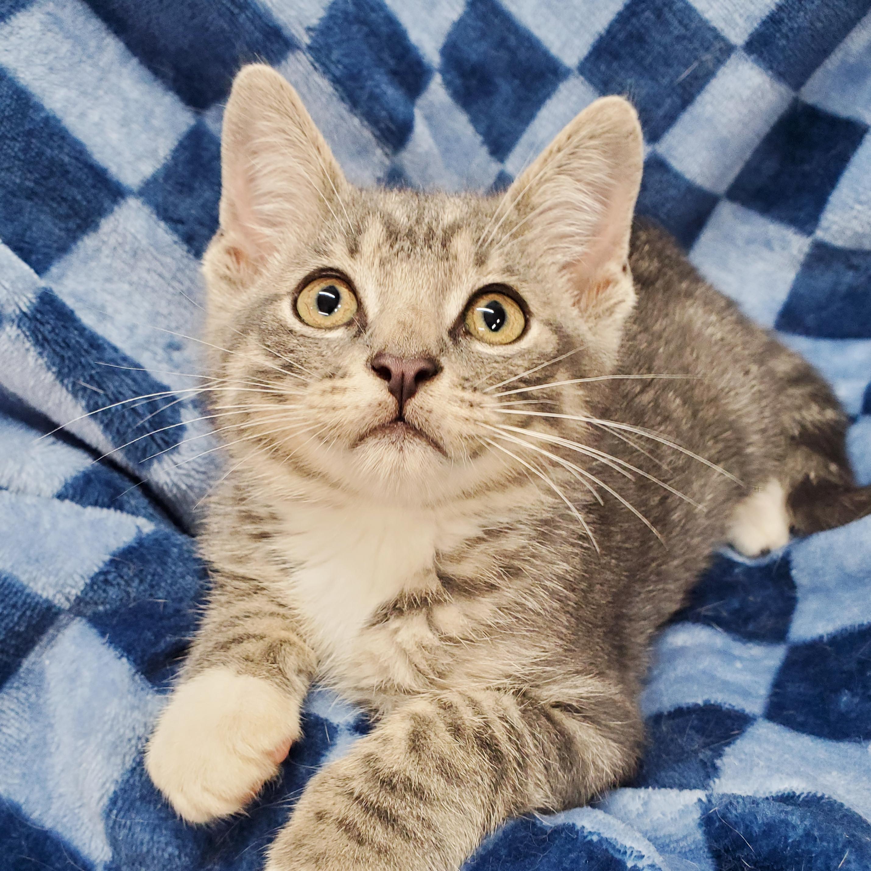 Talis, adopted, Kitten Male Domestic Short Hair.