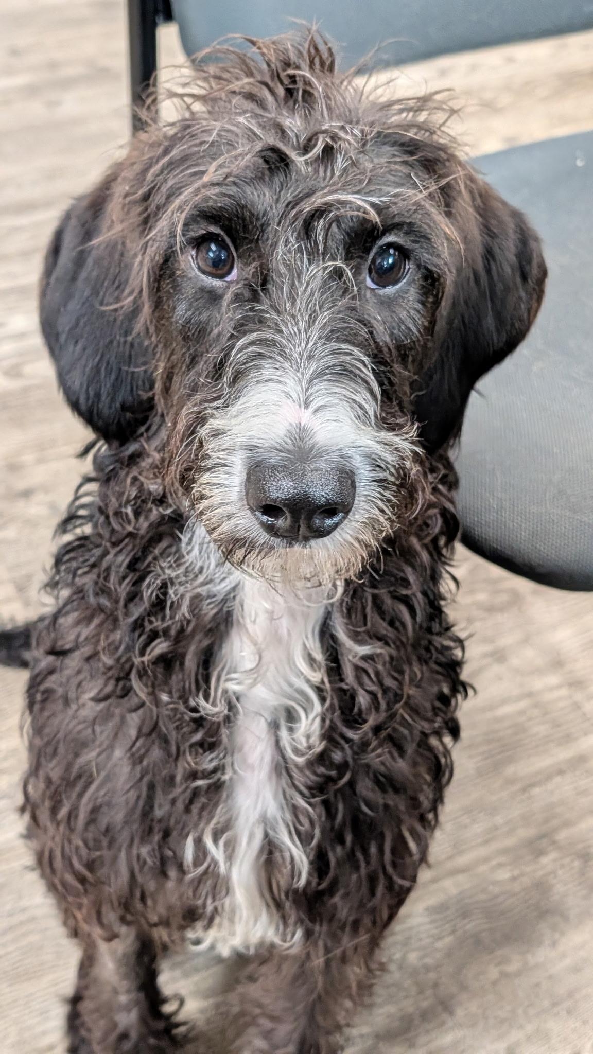 Enlarge Darcy, a ADOPTABLE mixed breed in Hollis, NH image 3/5