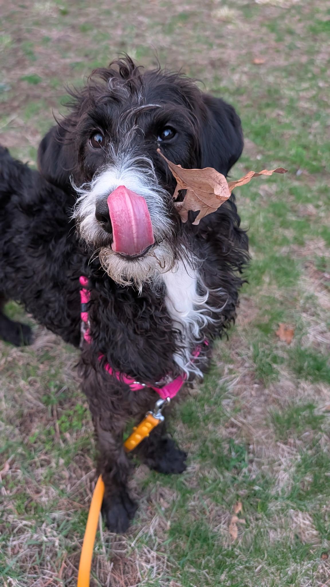 Enlarge Darcy, a ADOPTABLE mixed breed in Hollis, NH image 2/5