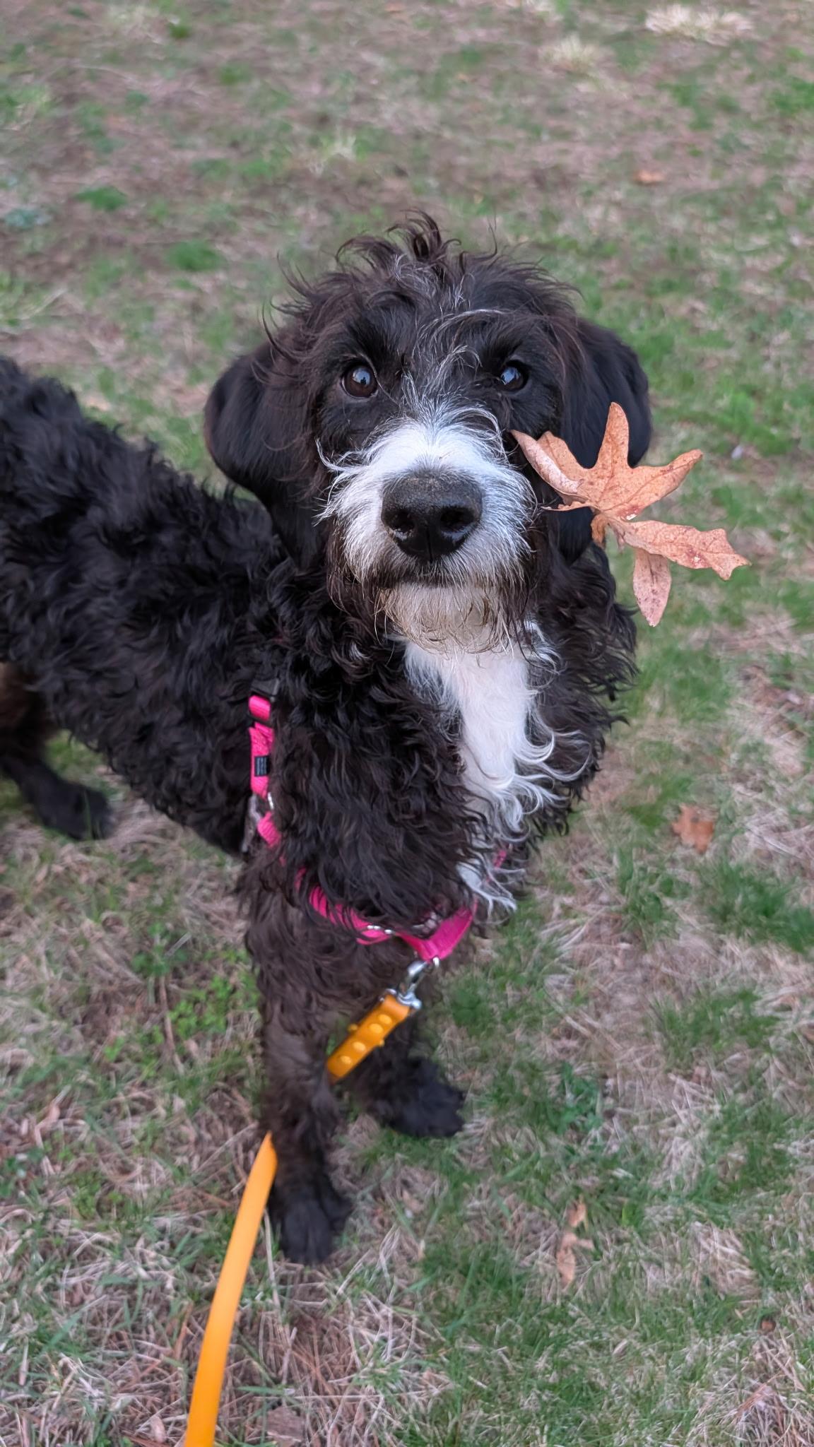 Darcy, ADOPTABLE, Young Female Poodle.