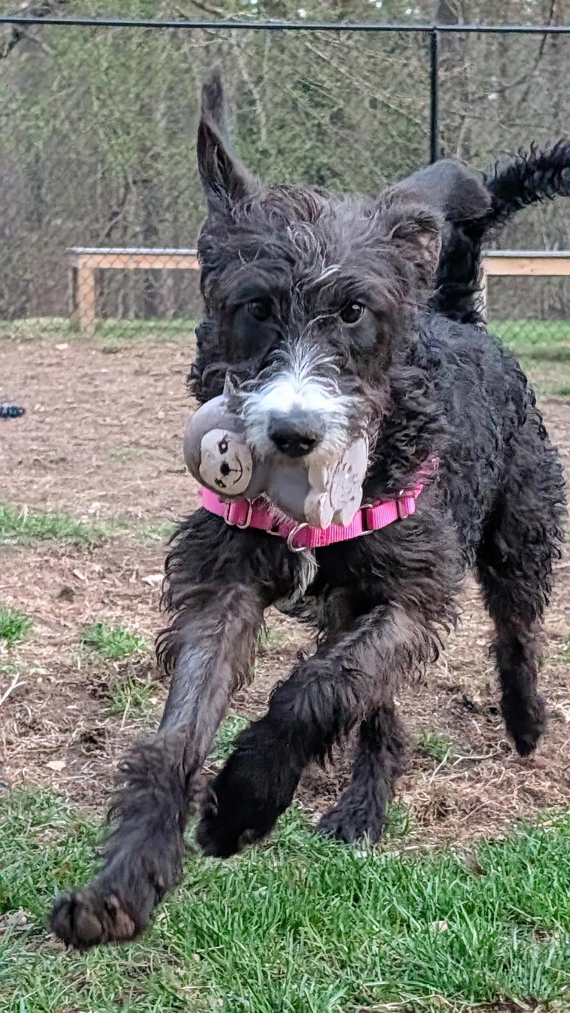 Enlarge Darcy, a ADOPTABLE mixed breed in Hollis, NH image 4/5