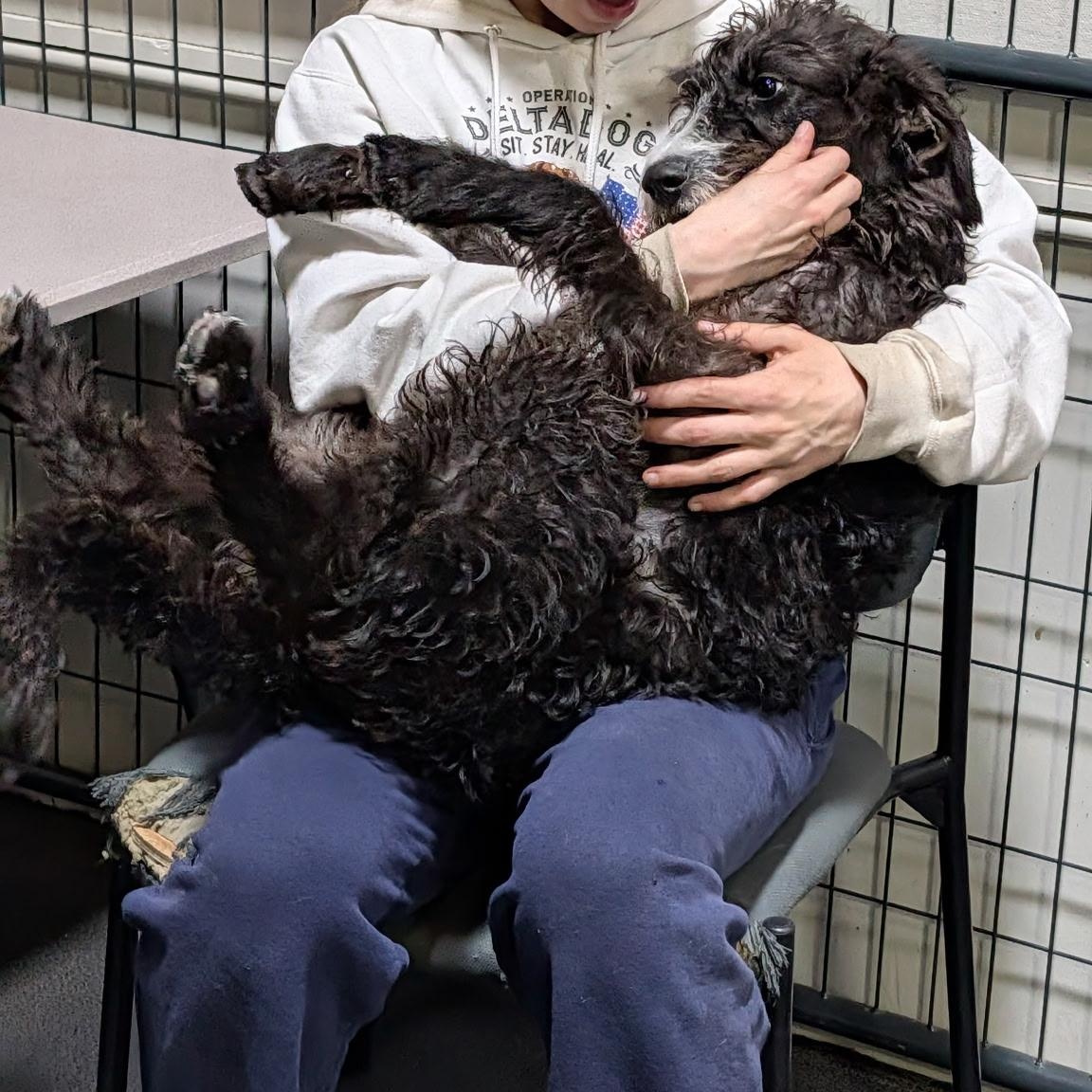 Enlarge Darcy, a ADOPTABLE mixed breed in Hollis, NH image 5/5