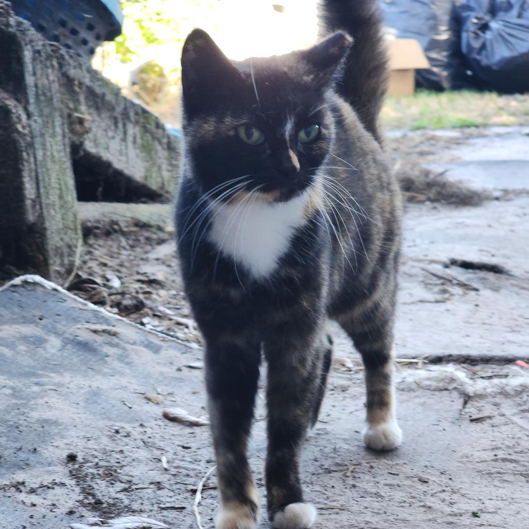 Enlarge Maria, a Adoptable Domestic Short Hair in Williston, FL image 1/1