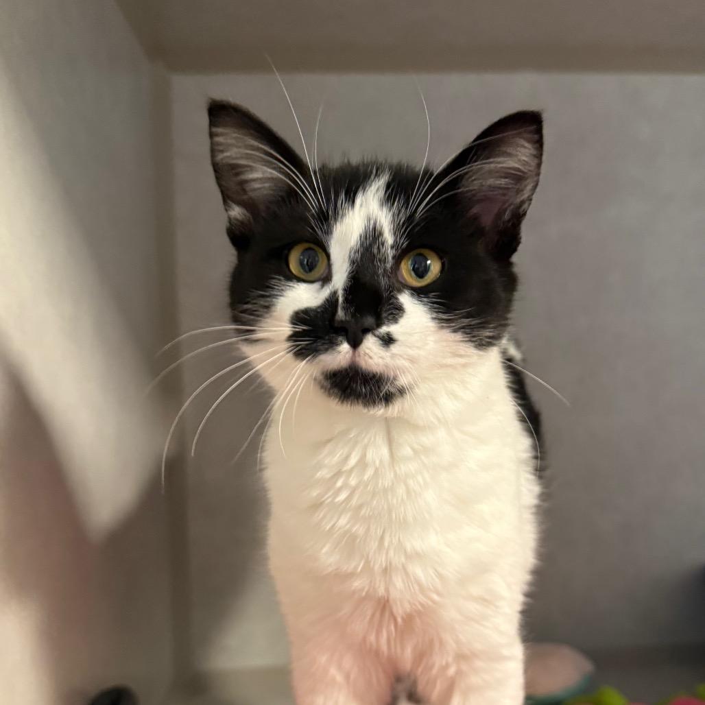 Seraphina, Adoptable, Kitten Female Domestic Short Hair.