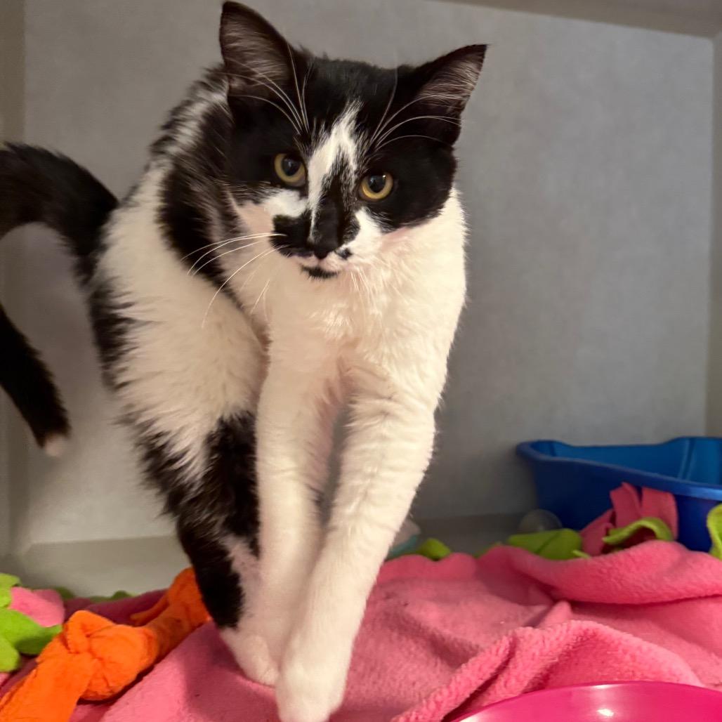 Seraphina, a Adoptable Domestic Short Hair image 2/3