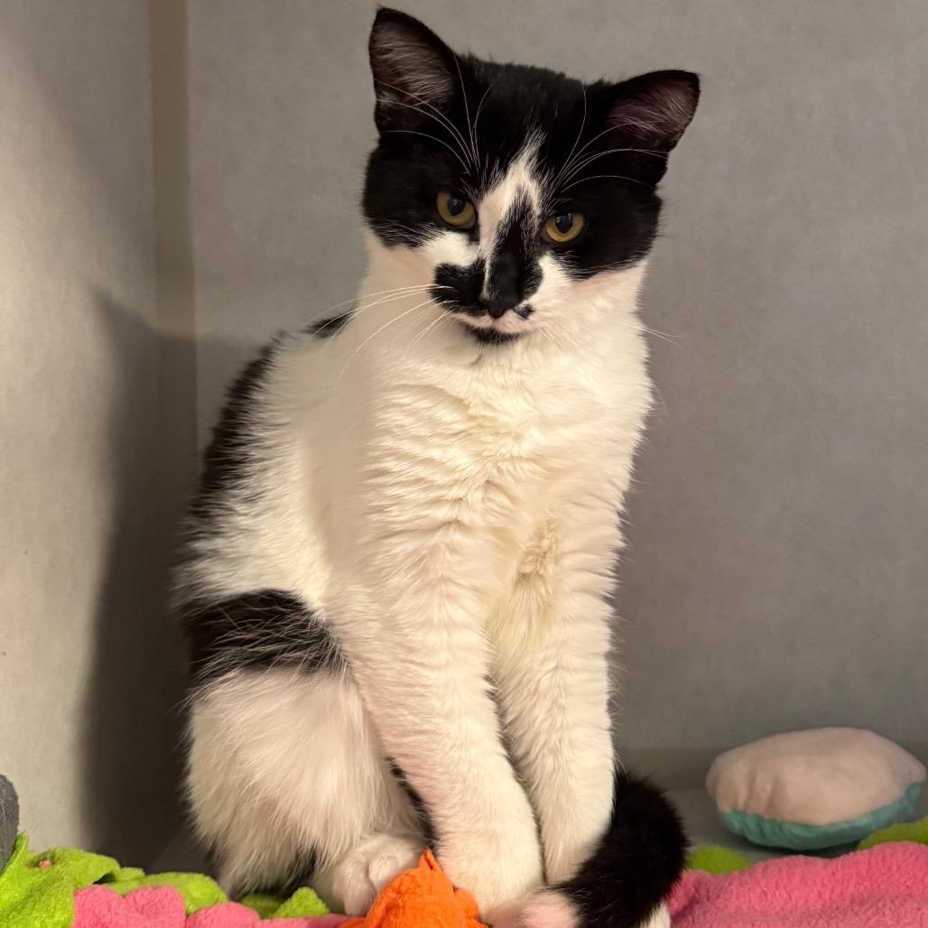 Seraphina, a Adoptable Domestic Short Hair image 3/3