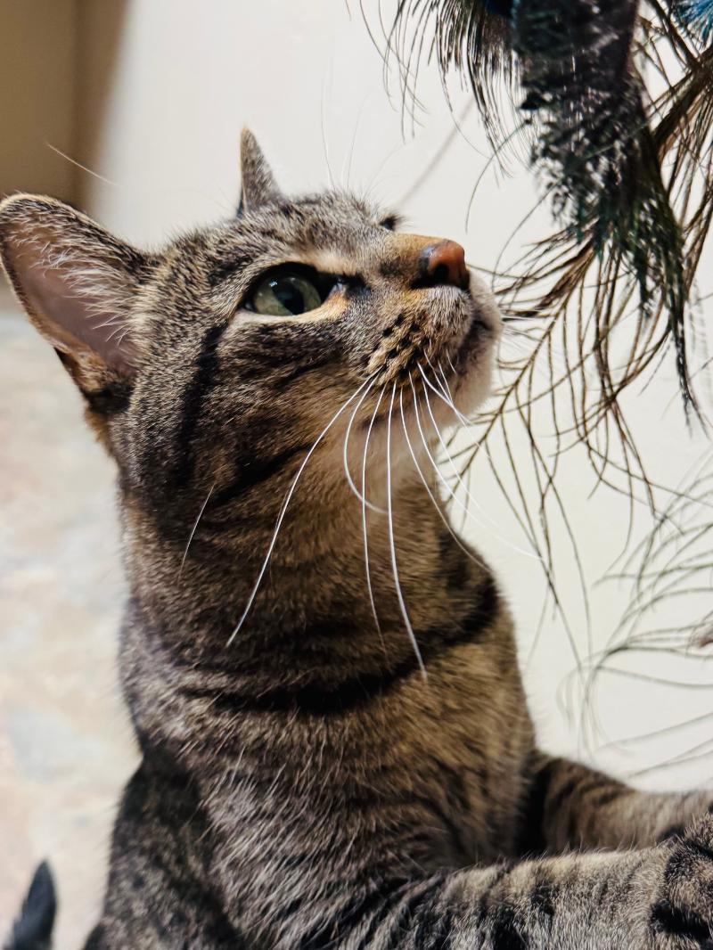 Burt *MEET AT AVE OF SAINTS VET*, Adoptable, Senior Male Tabby.