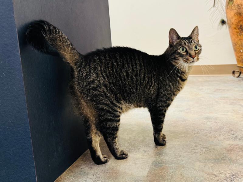 Burt *MEET AT AVE OF SAINTS VET*, a Adoptable Tabby in Waverly, IA image 4/6