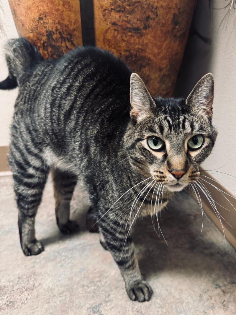 Burt *MEET AT AVENUE VET CLINIC* — thumbnail 6