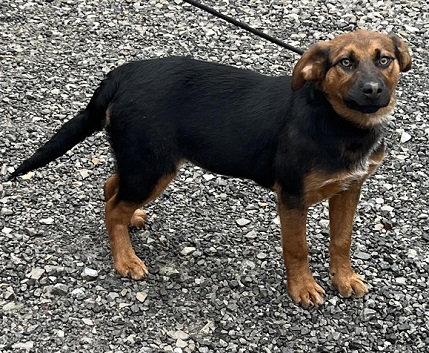 Enlarge Clara, a Adopted mixed breed in Elkins, WV image 2/3
