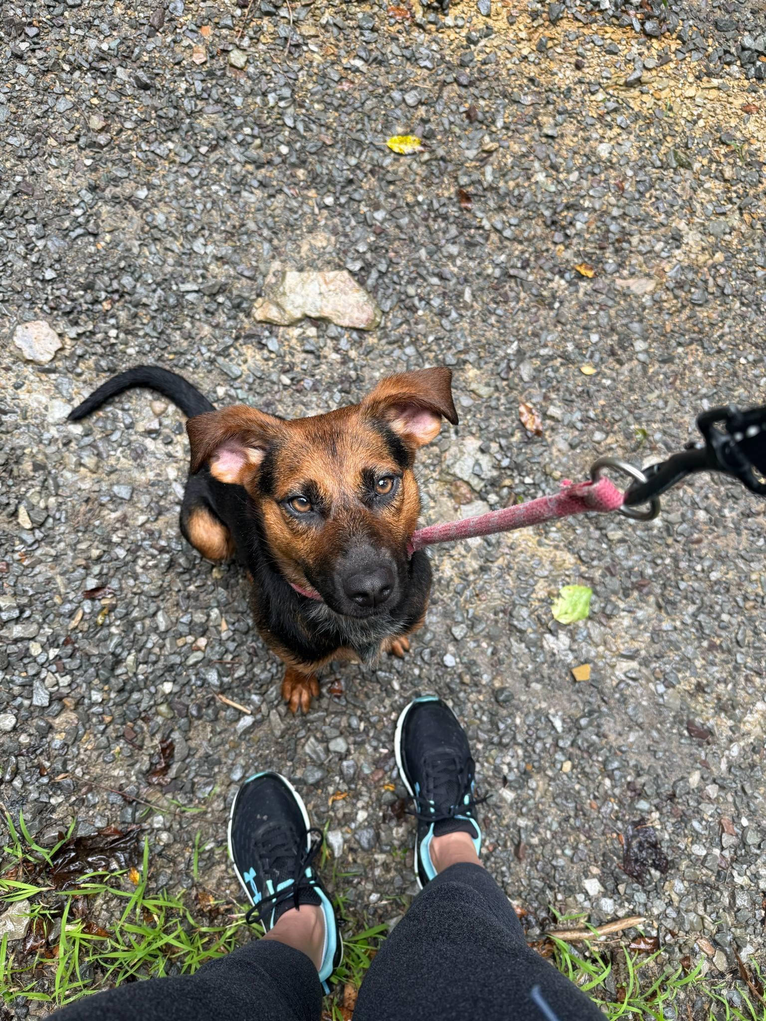 Enlarge Clara, a Adopted mixed breed in Elkins, WV image 3/3