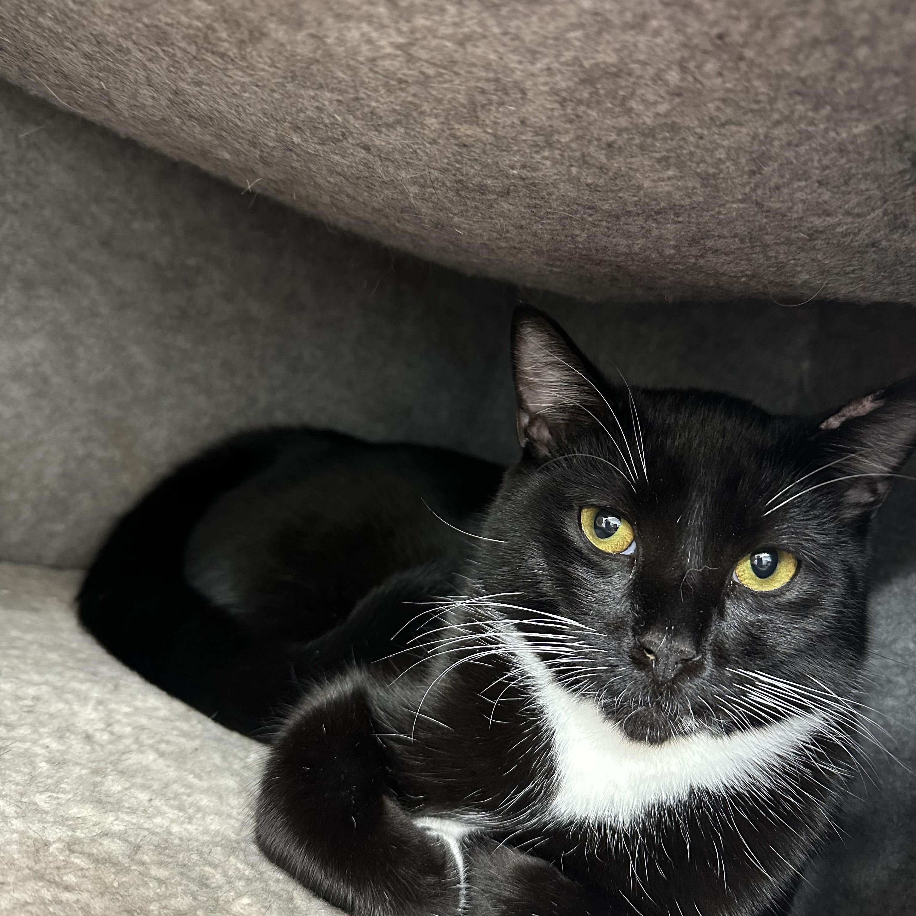 Ozzie, ADOPTABLE, Young Male Domestic Short Hair.