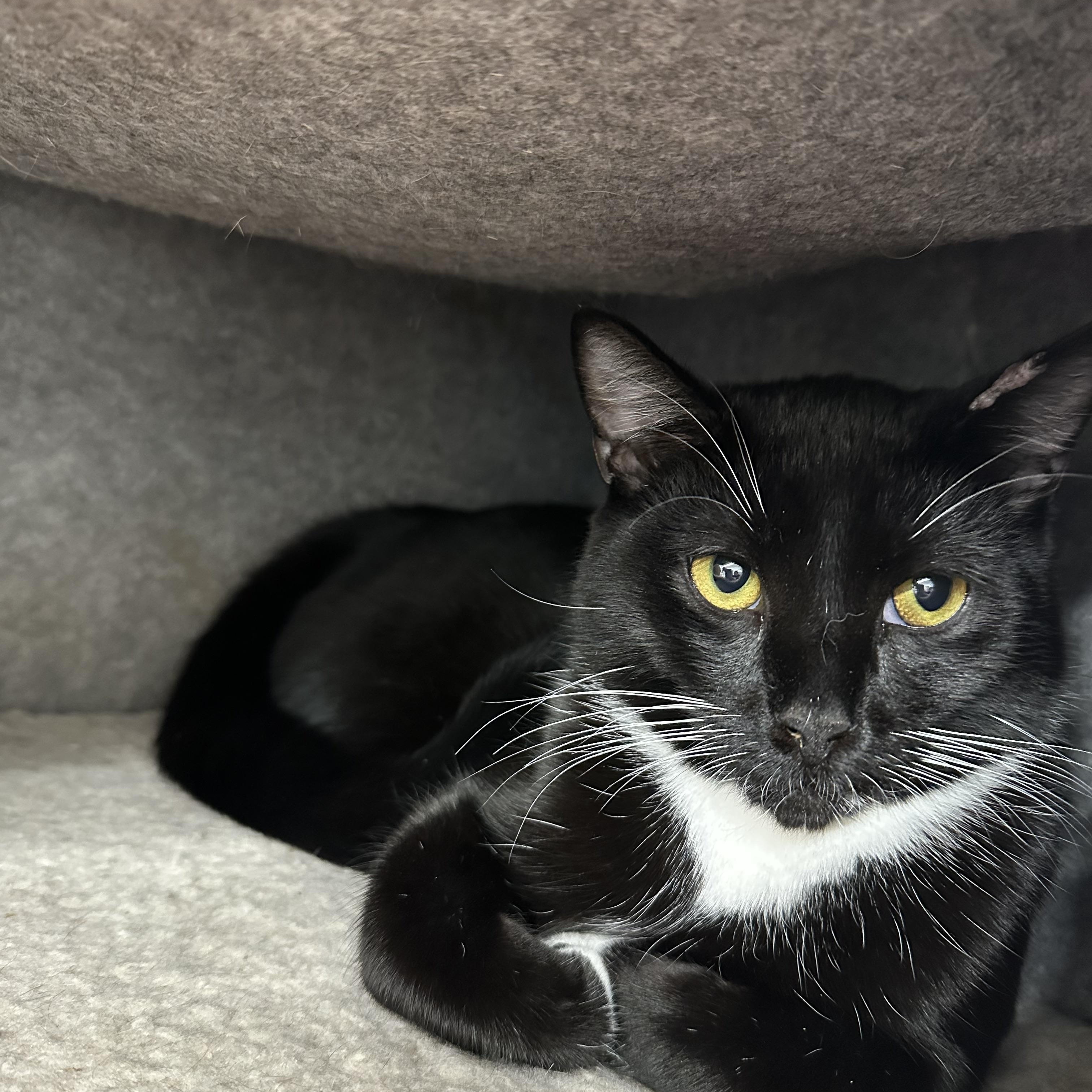 Enlarge Ozzie, a ADOPTABLE Domestic Short Hair in Jaffrey, NH image 2/2