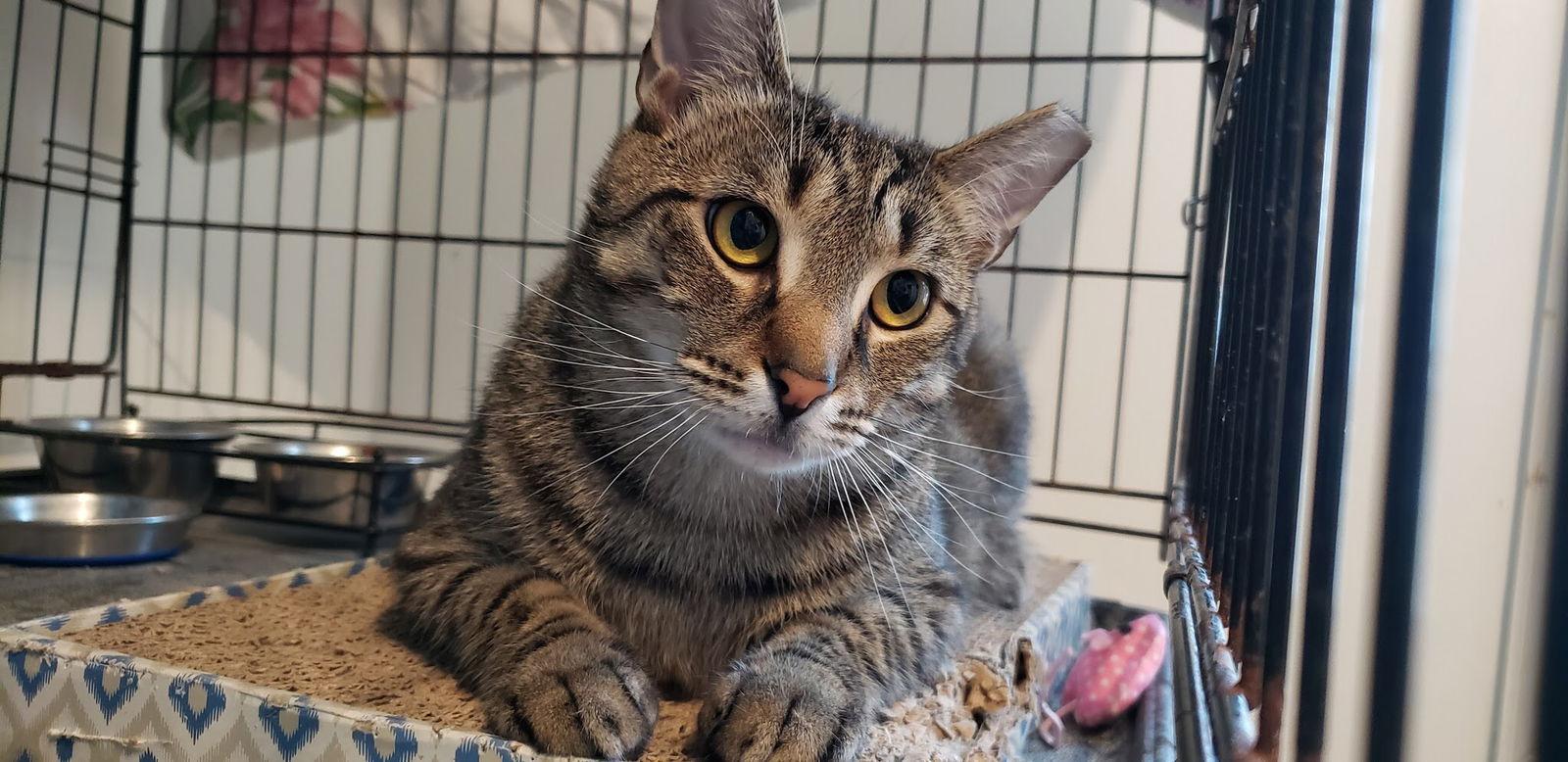 Skipper, Adoptable, Young Male Tabby.