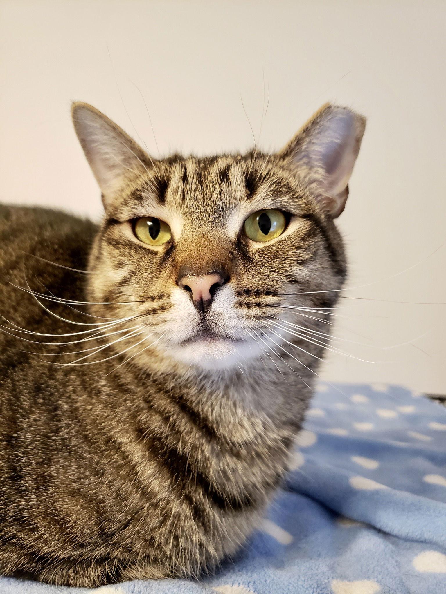 Skipper, a Adoptable Tabby in Penndel, PA image 3/6