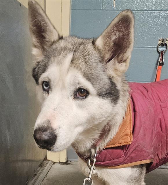 Enlarge JEAN, a Adoptable mixed breed in Kent, WA image 1/1