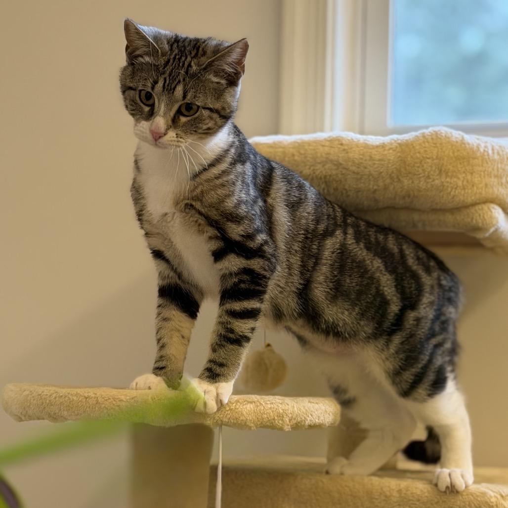 Yama, Adoptable, Kitten Female Domestic Short Hair.