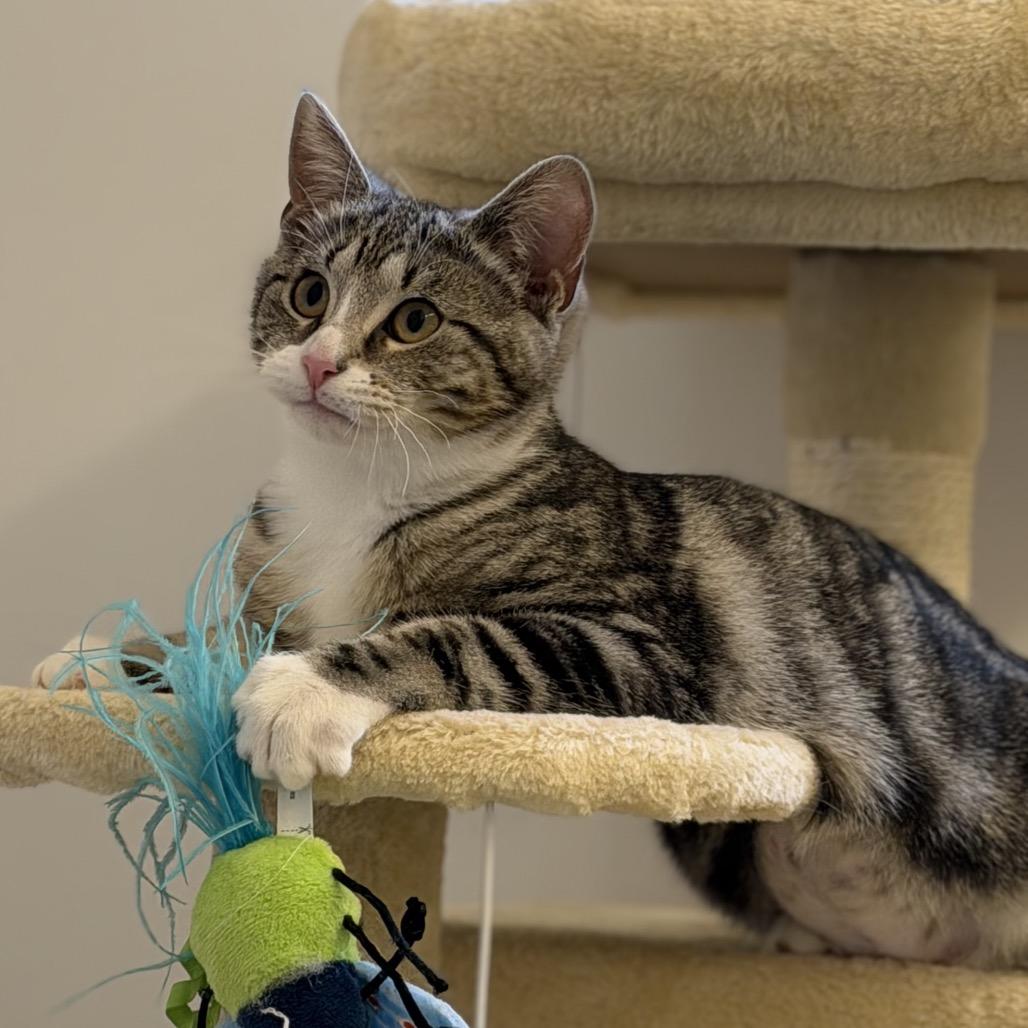 Yama, a Adoptable Domestic Short Hair in Germantown, MD image 3/6