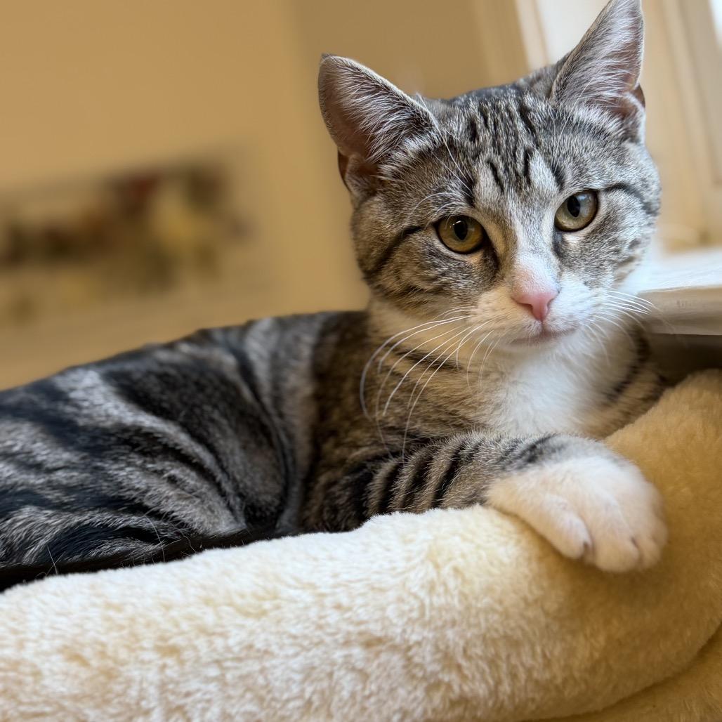 Yama, Adoptable, Kitten Female Domestic Short Hair.