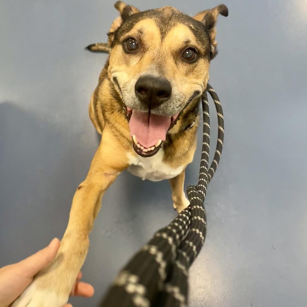 Enlarge Einstein, a Adoptable Mixed Breed in Greensboro, NC image 1/6