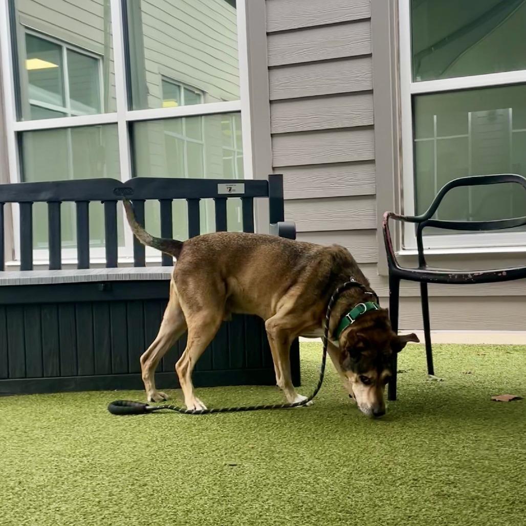Enlarge Einstein, a Adoptable Mixed Breed in Greensboro, NC image 2/6